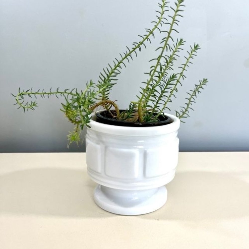 Vintage Randall 1930's White Milk Glass Pedestal Planter